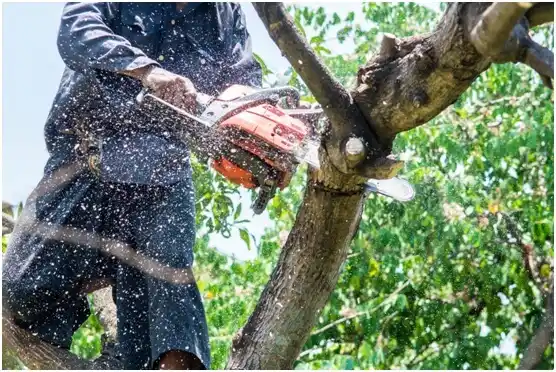 tree services Bartonville